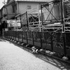 逃亡猫