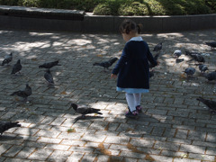 鳩と遊ぶ