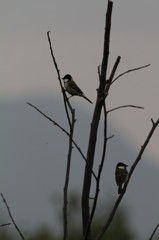 シジュウカラ