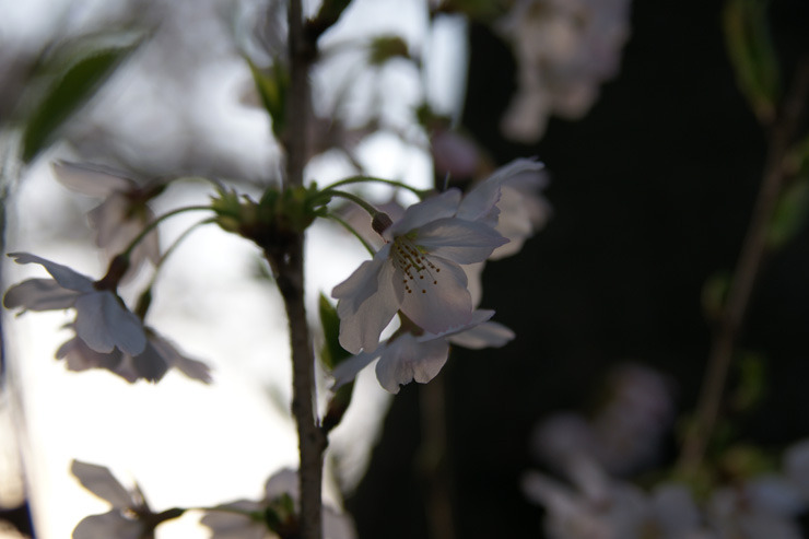 桜 4