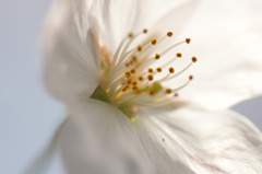 桜 15