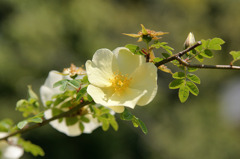 薔薇　ロサ ユーゴニス