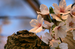 桜 24