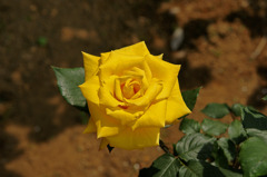 薔薇　