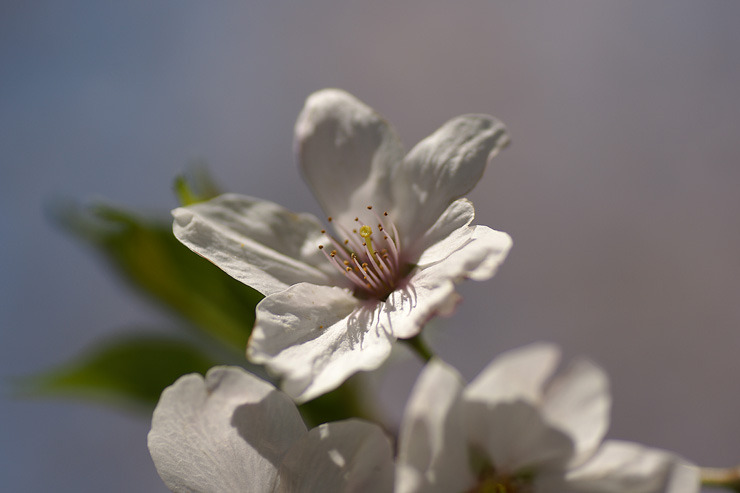 桜 6