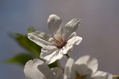 桜 6