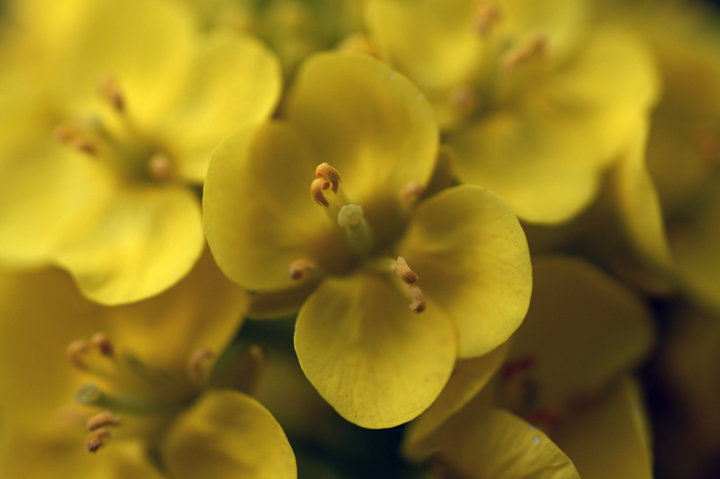 3月の菜の花 2