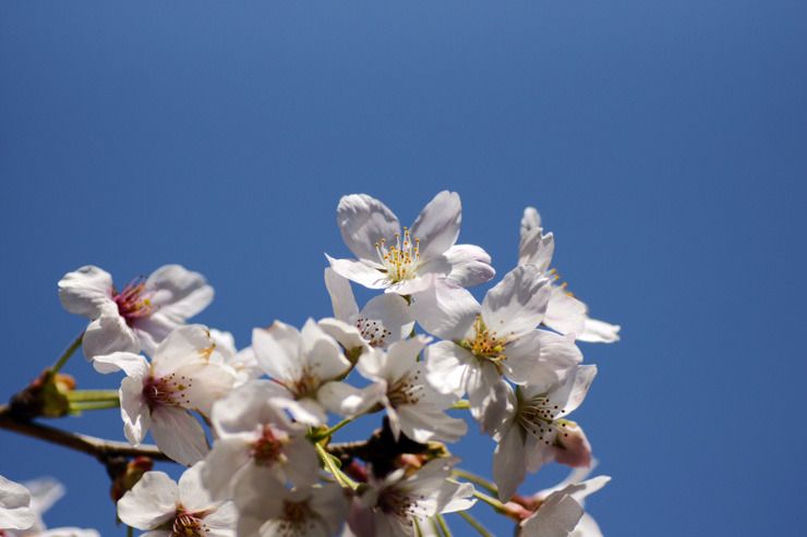 桜 9