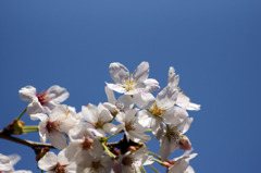 桜 9