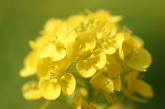 3月の菜の花
