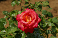 薔薇　讃歌