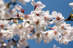 桜 8