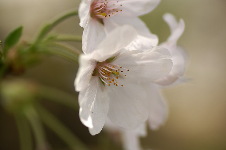 桜 5