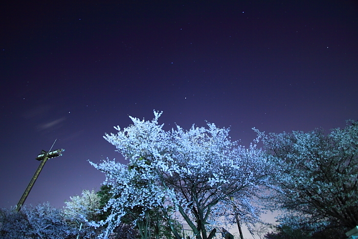 星空の下に咲く桜