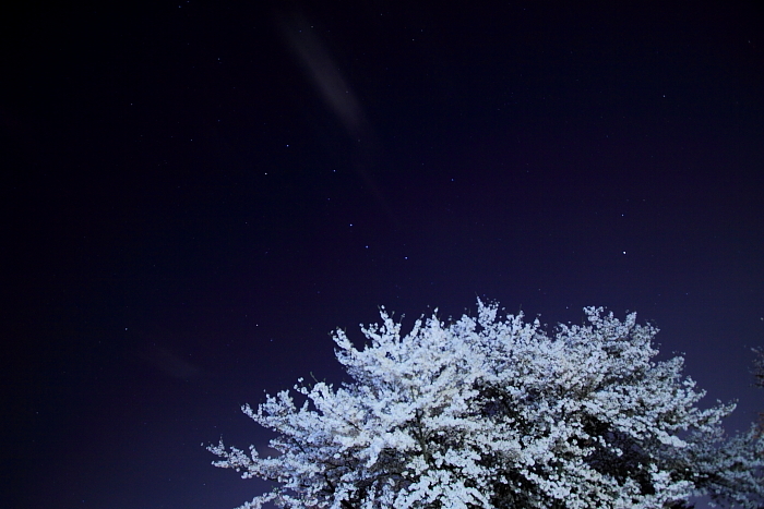 桜咲く時、北斗現れ