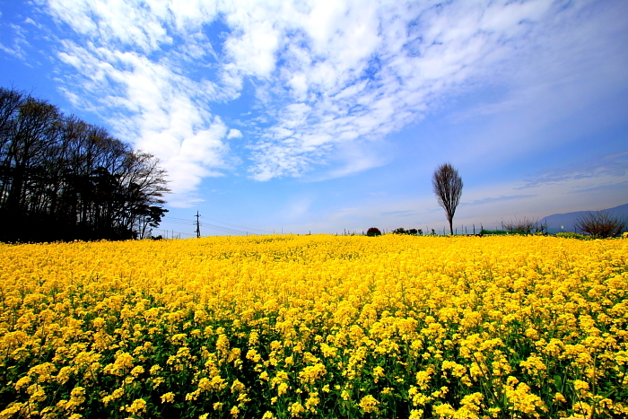 丘の上の菜の花畑