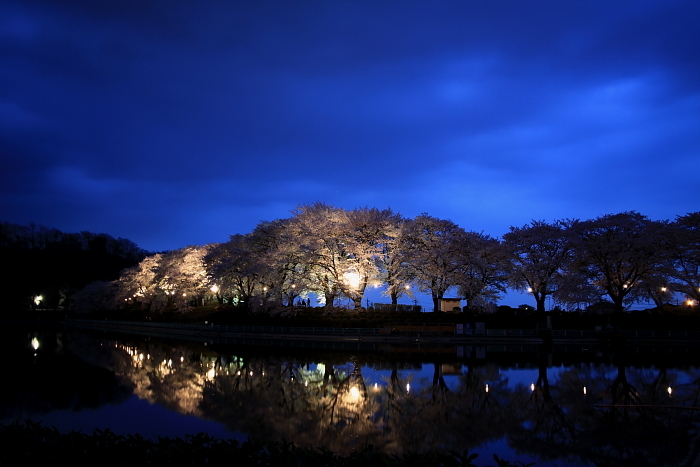 鏡面桜