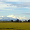 夏の終わりの稲穂と雲と