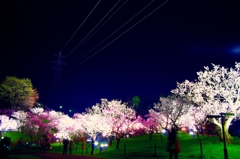 好環境な梅林公園