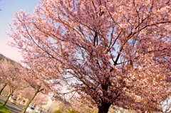 五月中旬の桜