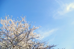 晩春桜と秋の空