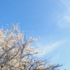 晩春桜と秋の空