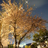 庭の夜桜