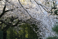 2010　さくら