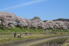 2010　さくら