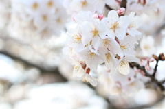淡く白い桜