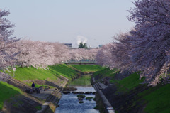 桜　その1