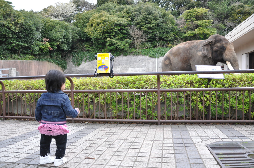 初めてみるゾウ