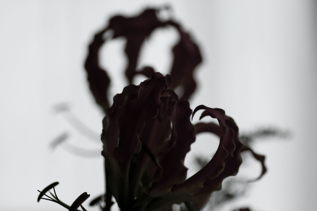 Shadow
