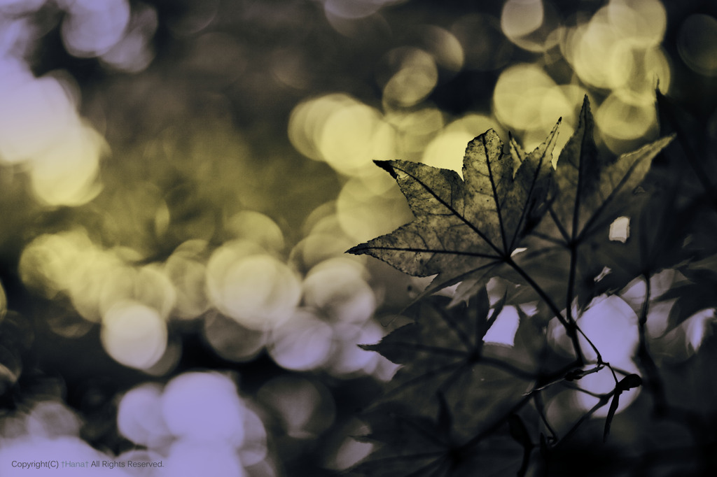 Memories of Autumn