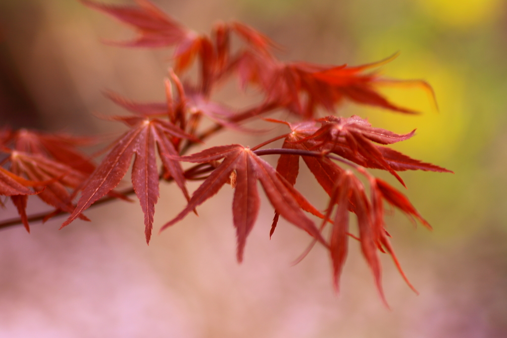 春の紅葉