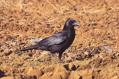 ただのカラスです…