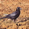 ただのカラスです…
