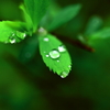 雫　１