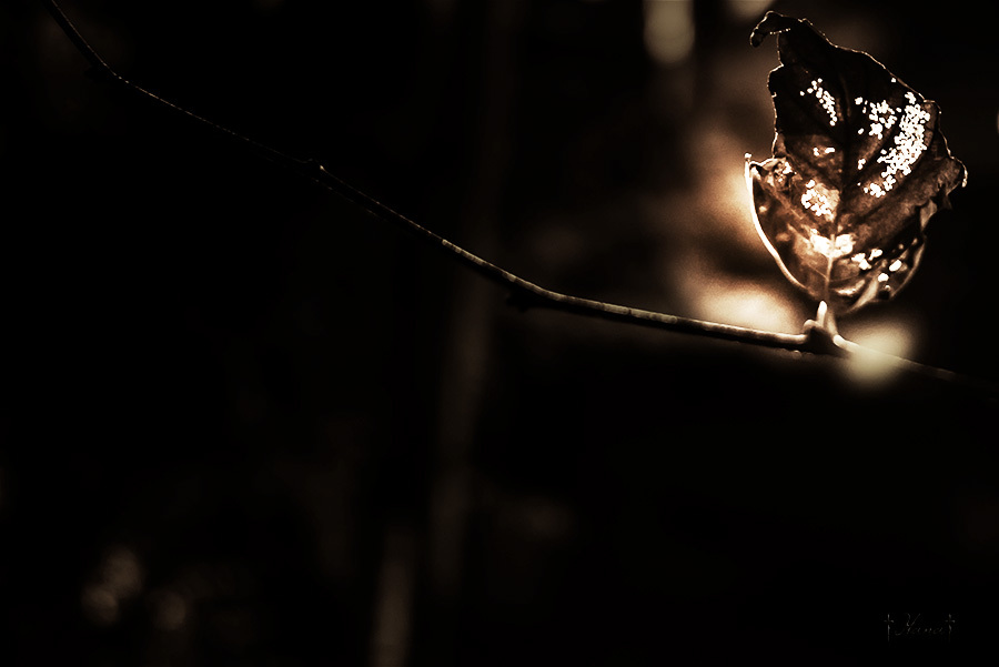 Illumination of the fall