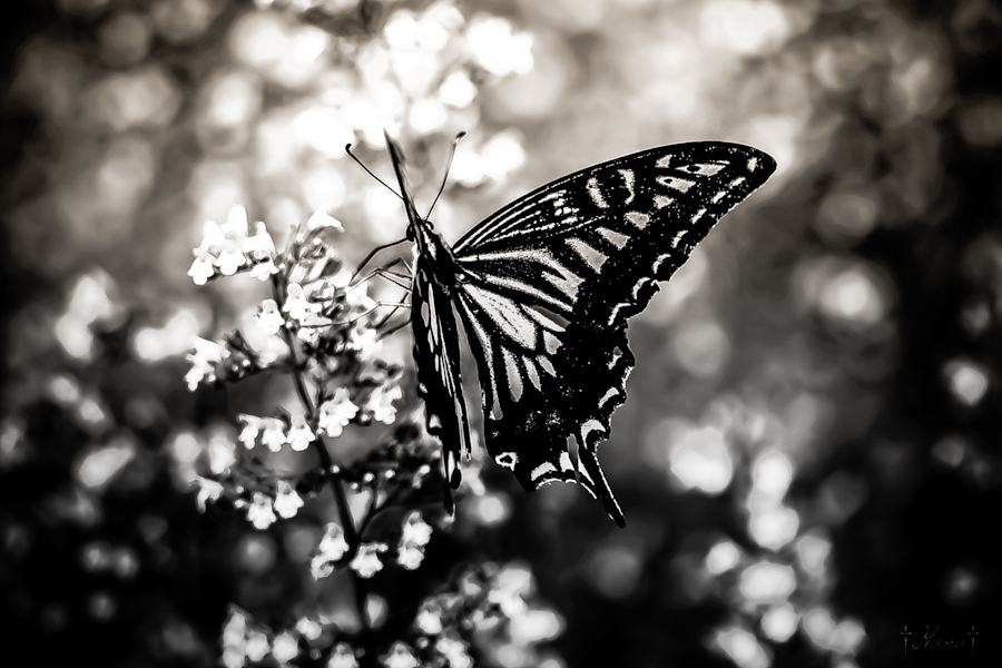 butterfly