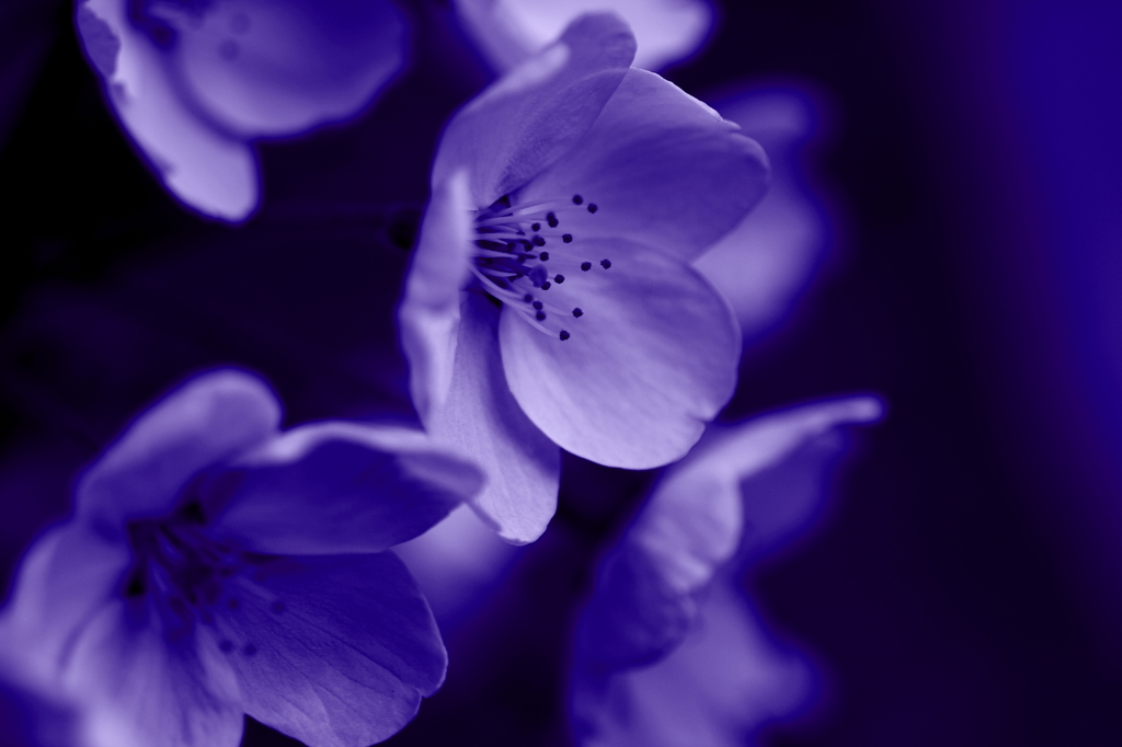 蒼い桜
