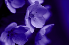 蒼い桜