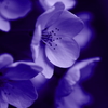 蒼い桜