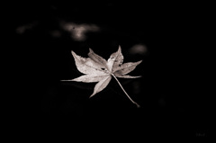 A LEAF･･･