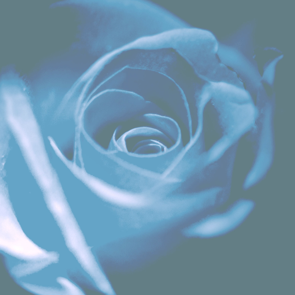薔薇色
