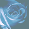 薔薇色