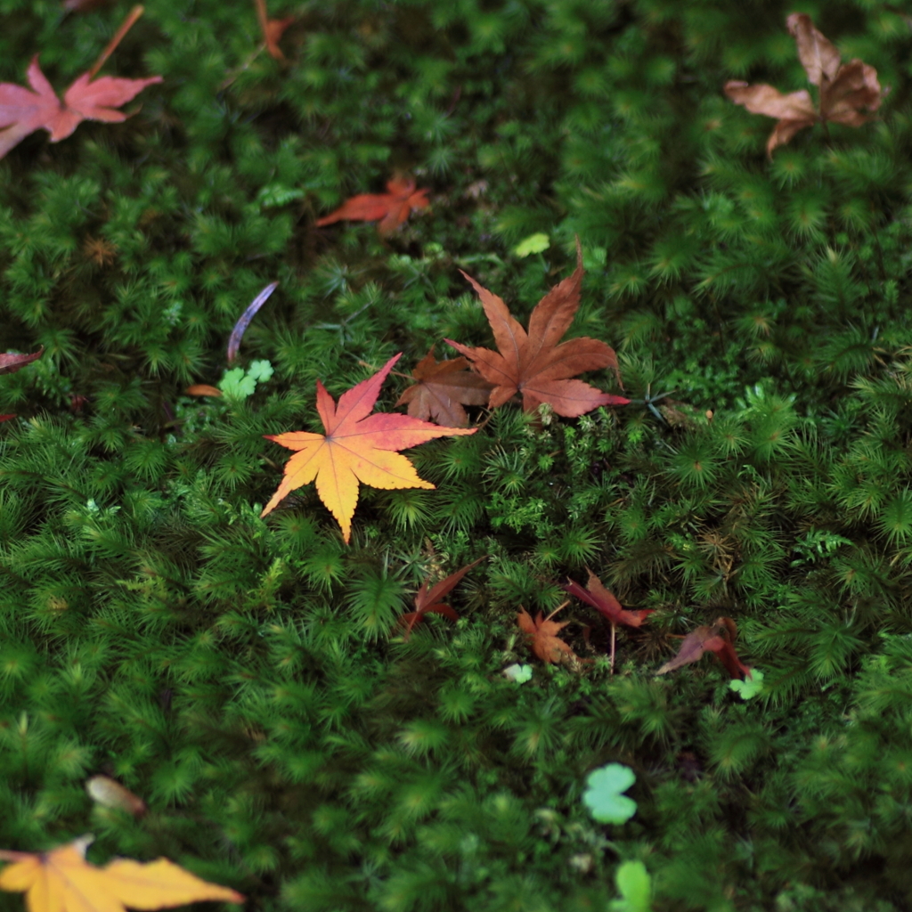 紅葉！v(｡･ω･｡)ｨｪｨ♪