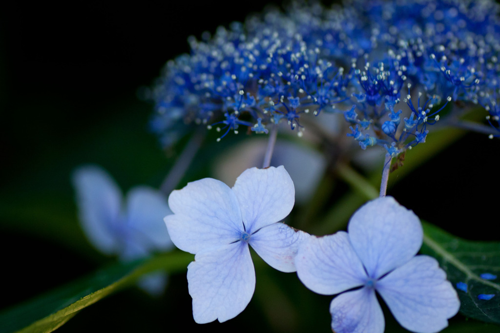 紫陽花