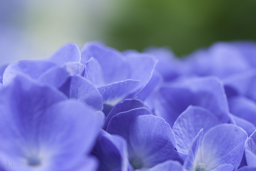 紫陽花の海