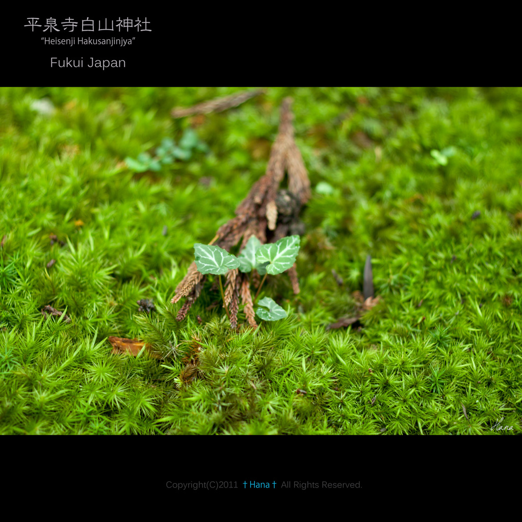 Breath of Green
